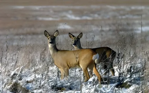 Nyisd ki a szemed mostanában láthatod a természetben!