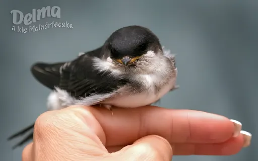 Repülj, Delma repülj! Elengedtük a kis Molnárfecskét.