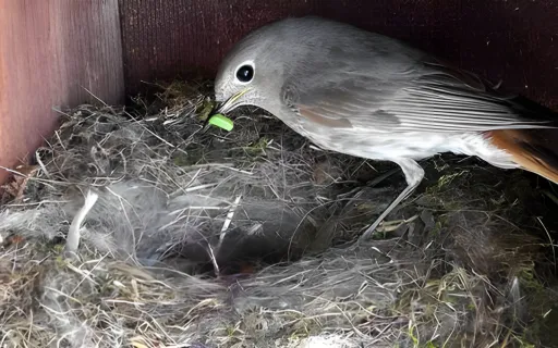 Segítsük a madarakat fészekanyagok kihelyezésével.