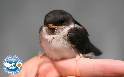 Torkoska az újabb árva kis fecske