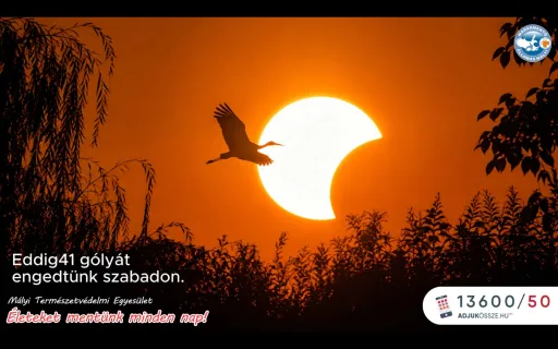 Újabb 15 kis gólya kapta vissza a szabadságát.