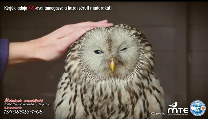 Évente többezer madár és emlősről gondoskodunk - Mályi Természetvédelmi Egyesület